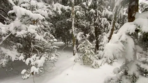 Mesmerizing POV gliding shot of forest in heavy snow Stock Footage 147336870