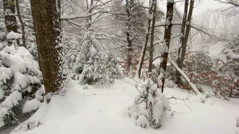 Mesmerizing POV gliding shot of thick forest in heavy snow Stock Footage 147393328