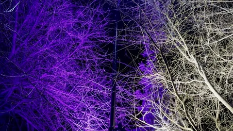 Mesmerizing purple and white glowing bare tree branches in dark night setting fo Stock Footage 326327241