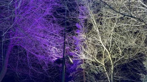 Mesmerizing purple glowing bare tree contrasting white illuminated branches,  Stock Photos