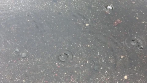 Mesmerizing Raindrops in Puddle 스톡 동영상 75799571
