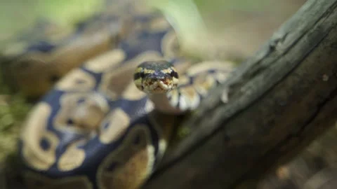 A mesmerizing royal python gaze. The snake looks at the camera and then turns Stock-Footage 157671203