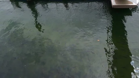 Mesmerizing School of Fish in Clear Waters Stock Footage 287481487