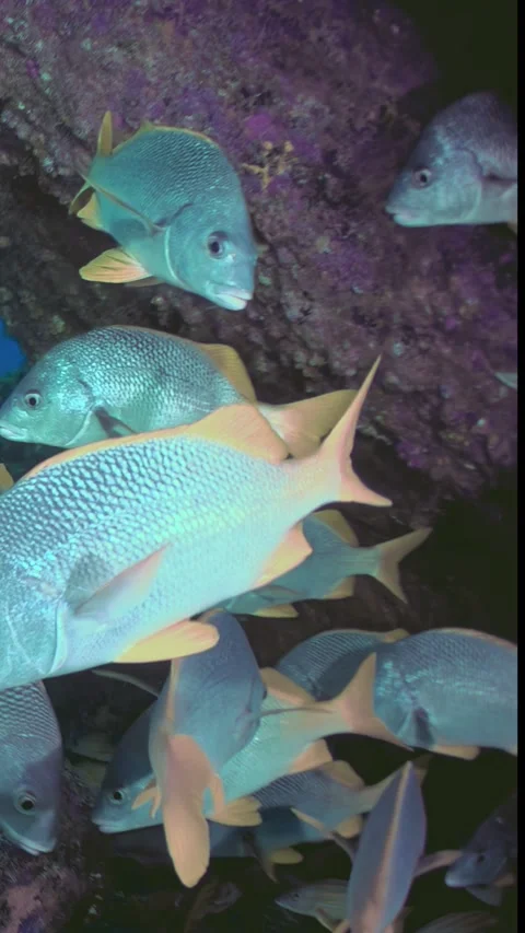 Mesmerizing School of Fish in Slow Motion Near Bermuda Stock Footage 320794635