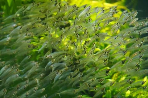 Mesmerizing School of Glass Catfish (Kryptopterus vitreolus) Stock Photos