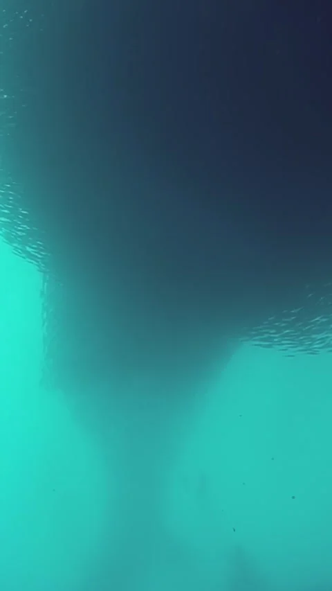 A mesmerizing school of sardines dances in coral reefs of the Philippines Stock Footage 320385683