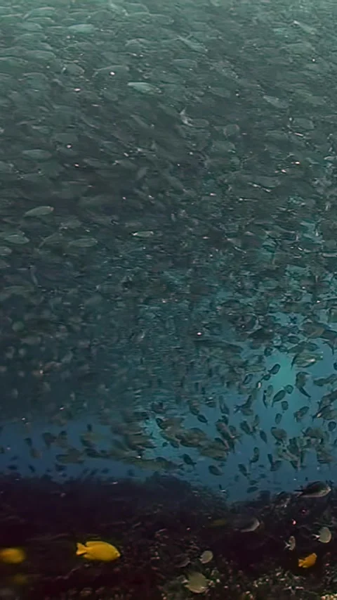 Mesmerizing school of sardines drifting in vibrant Philippine waters Stock Footage 321016484