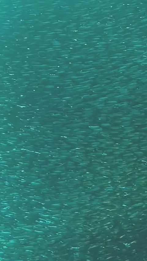 A mesmerizing school of sardines glides through Philippine waters Stock Footage 340437094