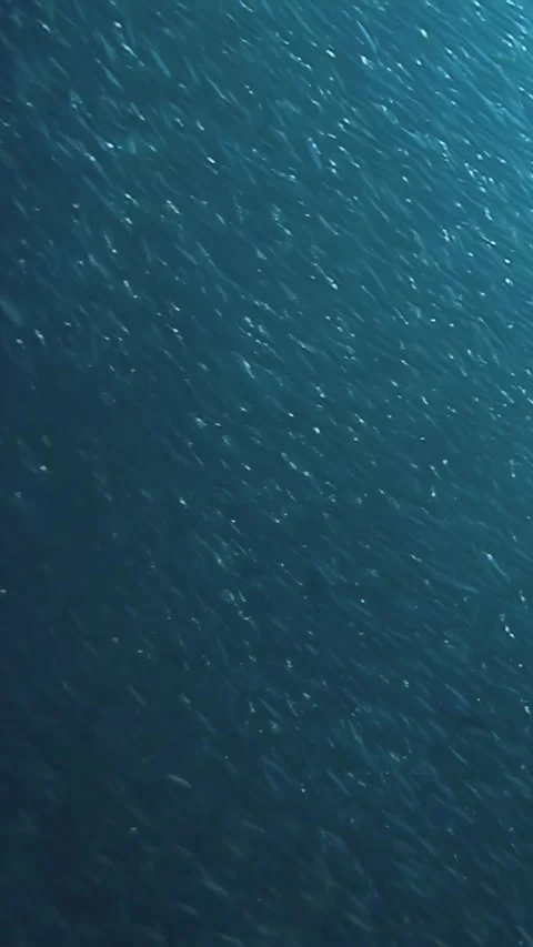 A mesmerizing school of sardines gliding through coral reefs in the Philippines Video stock 340587008