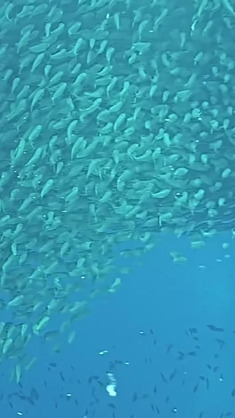 A mesmerizing school of tuna fish beneath the crystal waters of the Philippines Vidéo 326367534