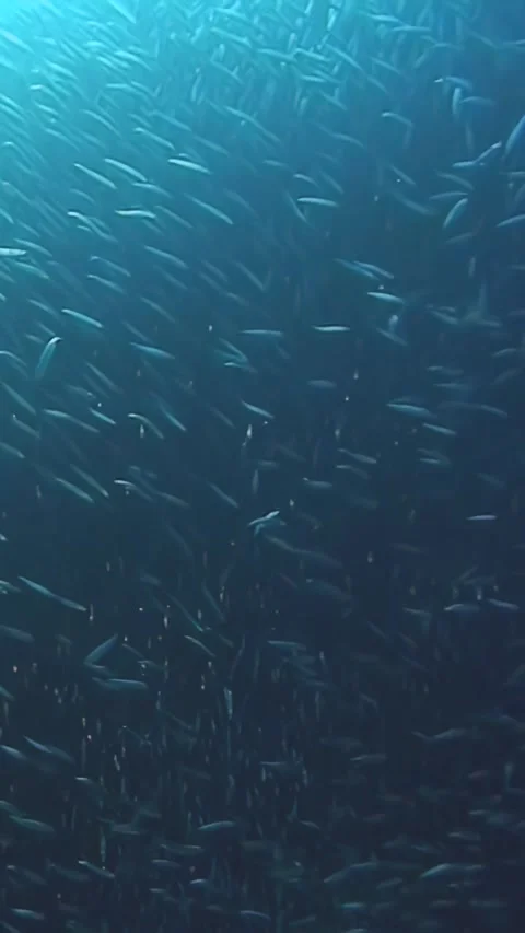 A mesmerizing school of tuna fish dances in the waters of the Philippines Stock Footage 340587590