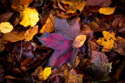 Mesmerizing shot of a large maroon maple leaf among fallen autumn leaves Foto stock