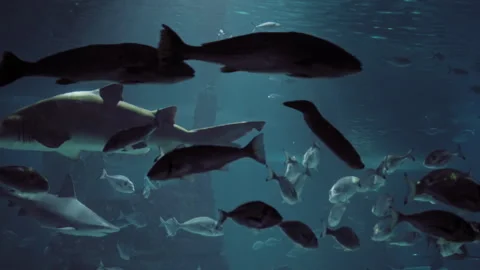 A mesmerizing shot with a shark in the center of the frame as the main predator Stock Footage 254717607
