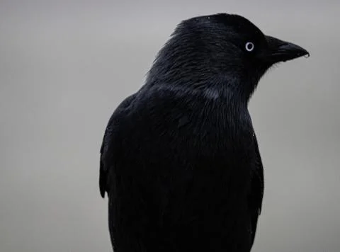 Mesmerizing shot of the side profile of black American crow Stock Photos