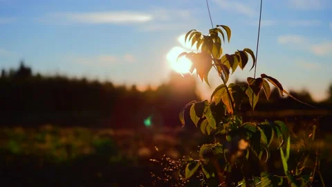 Mesmerizing shot of slanting rays of the setting sun behind a green plant, in Stock Footage 228750170