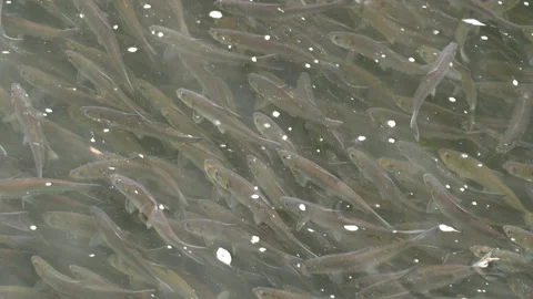 Mesmerizing shot of thousands alewives resting in river Stock Footage 144447207