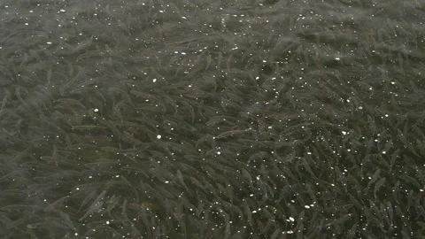 Mesmerizing shot of thousands alewives resting in river Stock Footage 144480074
