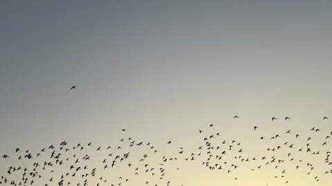 A mesmerizing sight as parrots gather under the twilight sky. Stock Footage 277978288