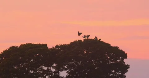 A mesmerizing sight of silhouetted parrots flying and landing over Peru’s misty Stock Footage 306047506