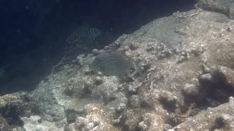 A mesmerizing sight of spotted fish weaving through coral reefs beneath the Stock Footage 295472683