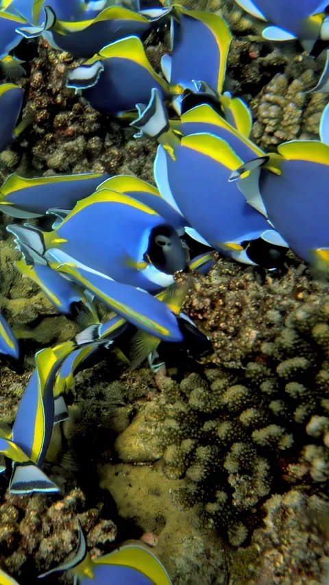 Mesmerizing slow motion of colorful fish school gracefully gliding in Maldives 스톡 동영상 299401630