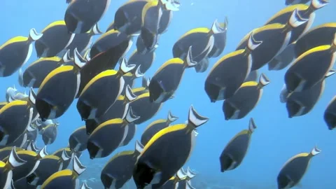 Mesmerizing Slow Motion Dance of Colorful Fish Beneath the Ocean Waves Stock Footage 341065127