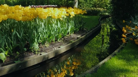 A mesmerizing slow motion footage of vibrant yellow tulips reflecting beaut.. Vídeos de archivo 334832024