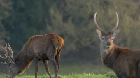 Mesmerizing slow motion of red deer at dusk with autumn colors Stock Footage 304391405