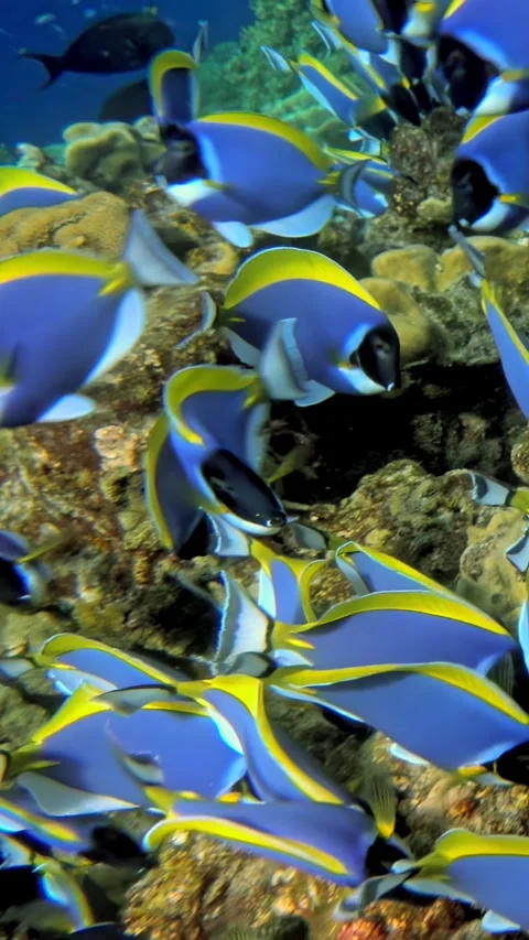 Mesmerizing slow motion swim of vibrant fish in the clear waters of Maldives Video stock 311780804