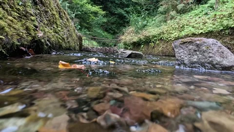 A mesmerizing slow-motion underwater perspective of flowing water in a lush.. Stock Footage 333014650