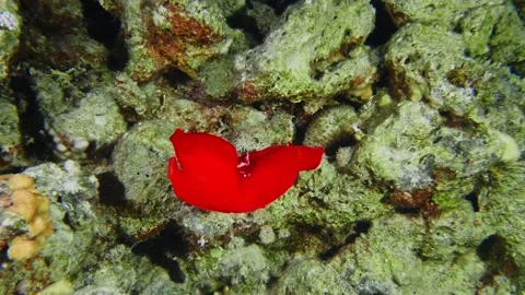 Mesmerizing Spanish Dancer Nudibranch Gliding Over Coral Reef Stock Footage 316690021