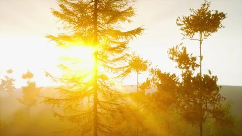 Mesmerizing sunburst breaking through pine needles Stock Illustration