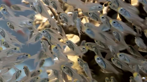 Mesmerizing Swarm of Tiny Glass Fish Shimmering Above Sunlit Coral Stock Footage 340588812