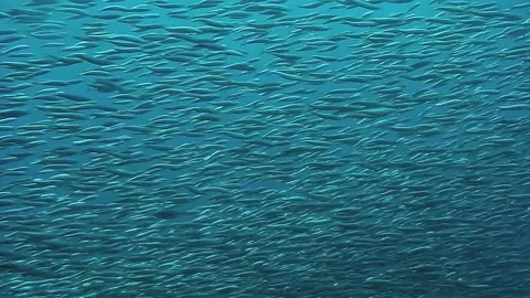 Mesmerizing tuna school glides through the waters of the philippines Stock Footage 311780968
