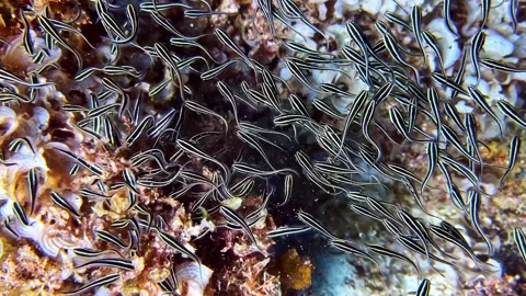 A mesmerizing underwater ballet unfolds as a large school of striped eel ca.. Stock Footage 337702939