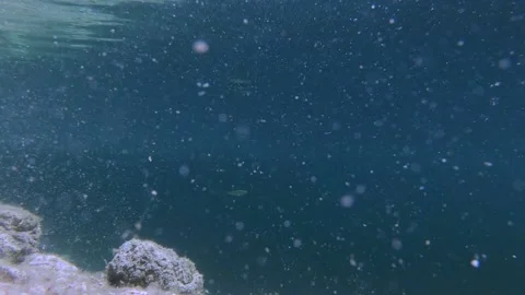 Mesmerizing underwater view of floating particles in calm pond water Stock Footage 135172172
