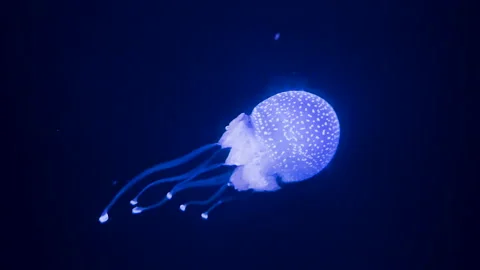 A mesmerizing video shot of a luminous spotted jellyfish Stock Footage 299800154