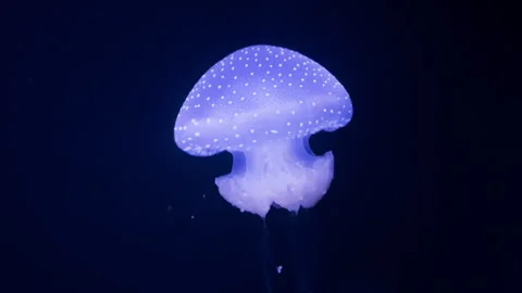 A mesmerizing video shot of a luminous spotted jellyfish glowing Stock Footage 299800189