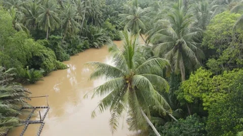Mesmerizing view of a coconut farm. Video stock 204119306