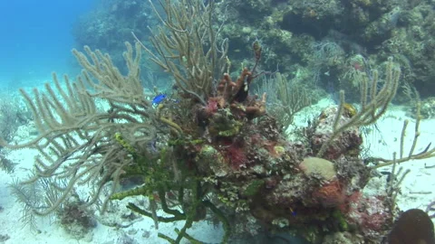 Mesmerizing view of coral reefs can be seen underwater in Caribbean. Stock Footage 235002971