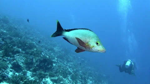 Mesmerizing view of fish and corals underwater in French Polynesia. Stock Footage 236806578