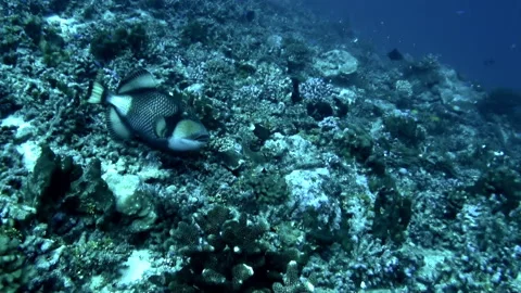 Mesmerizing view of fish and corals underwater in French Polynesia. Stock Footage 236806617