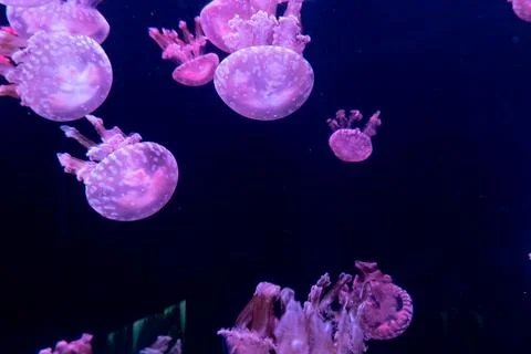 Mesmerizing view of floating pink jellyfish in a deep blue marine setting Stock Photos