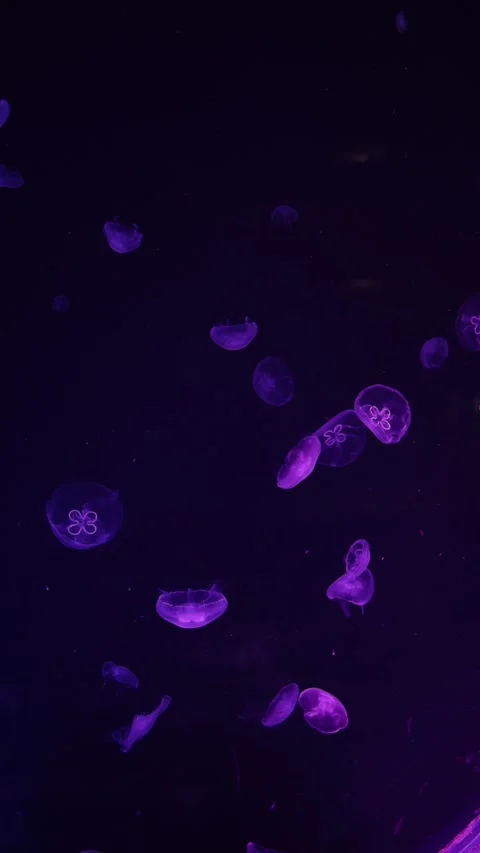 Mesmerizing view of glowing moon jellyfish Aurelia aurita gracefully floating in Stock Footage 292518021