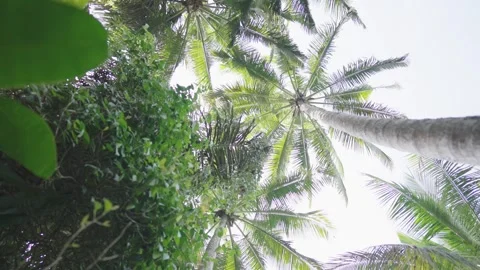 Mesmerizing view of green palm trees in a tropical jungle showcases a vibrant Stock Footage 279971322