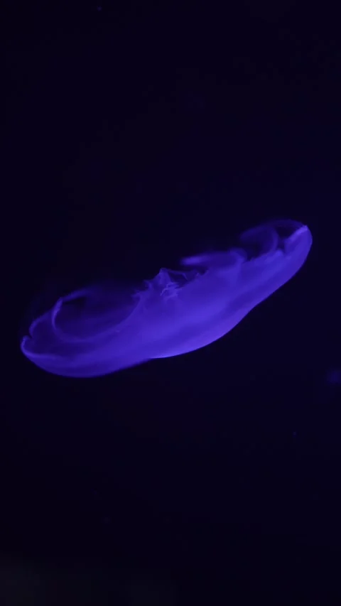 A mesmerizing view of an illuminated moon jellyfish, Aurelia aurita, glowing in  Stock Footage 292518059