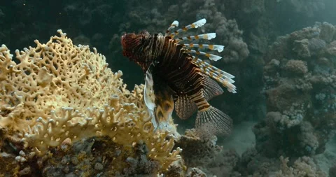 Mesmerizing view of Lionfish diving in the tropical warm water. Video stock 270911215