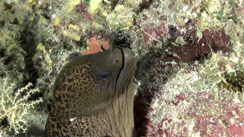 Mesmerizing view of Morena and corals underwater in French Polynesia close-up. Stock Footage 236806722