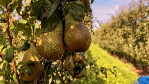 A mesmerizing view of pears in the field Stock Footage 250855970