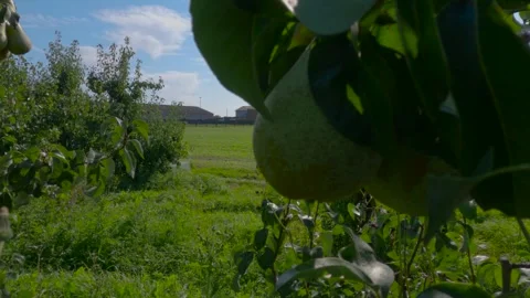 A mesmerizing view of pears in the field, suspended in the air in 4K Stock Footage 250856483